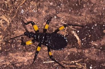 Insects kaufen und verkaufen Photo: Raubwanzen, Käfer, Skorpione für Versand oder Börse Berlin