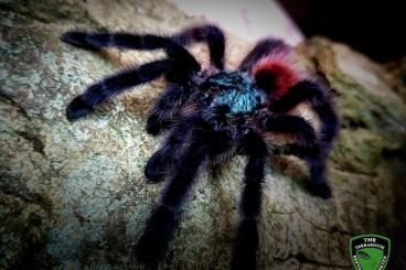 - bird spiders kaufen und verkaufen Photo: Diverse Vogelspinnen für Börse Hamburg und Berlin oder Versand - bird spiders kaufen und verkaufen Photo: Diverse Vogelspinnen für Börse Hamburg und Berlin oder Versand