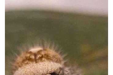 other spiders kaufen und verkaufen Photo: Echte Webspinnen für Börse Berlin, Hamburg oder Versand other spiders kaufen und verkaufen Photo: Echte Webspinnen für Börse Berlin, Hamburg oder Versand