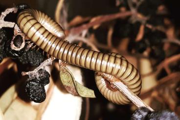 Myriapoda kaufen und verkaufen Photo: Diverse Diplopoda für Börse Hamburg, Berlin oder Versand Myriapoda kaufen und verkaufen Photo: Diverse Diplopoda für Börse Hamburg, Berlin oder Versand