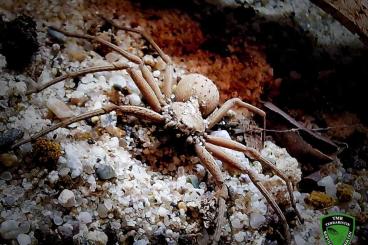 Spinnen und Skorpione kaufen und verkaufen Photo: Vogelspinnen und Sicarius Bulks Spinnen und Skorpione kaufen und verkaufen Photo: Vogelspinnen und Sicarius Bulks