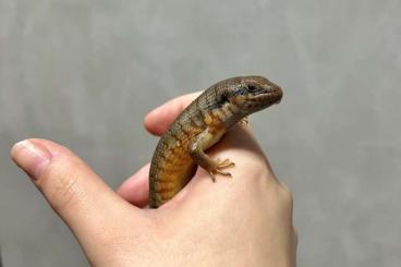 Skinks kaufen und verkaufen Photo: Trachylepis dichroma for hamm