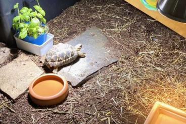 Tortoises kaufen und verkaufen Photo: Burma Sternschildkröte geboren 2020 abzugeben!