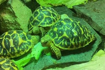 Landschildkröten kaufen und verkaufen Foto: Abzugeben Geochelone elegans - Indische Sternschildkröten KLEINSTE ART