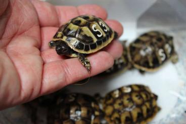 Landschildkröten kaufen und verkaufen Foto: Testudo hermanni - boettgerie - hercegovenensis