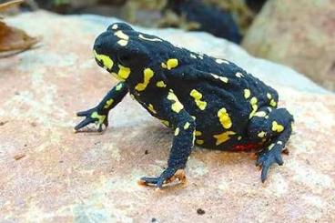 frogs kaufen und verkaufen Photo: Melanophryniscus stelzneri