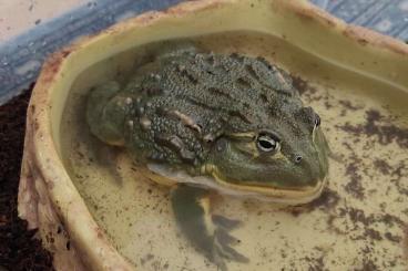 Frösche kaufen und verkaufen Foto: Pyxichephalus adspersus 1.0 Frösche kaufen und verkaufen Foto: Pyxichephalus adspersus 1.0