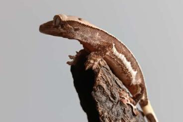 Geckos kaufen und verkaufen Photo: 0.0.1 Kronengecko Lilly White 