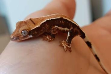 Geckos kaufen und verkaufen Foto: Verschiedene Kronengeckos für Hamm