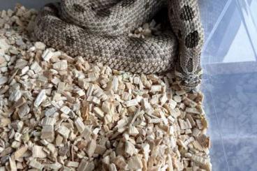 Snakes kaufen und verkaufen Photo: Heterodon nasicus morphen 