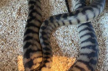 Snakes kaufen und verkaufen Photo: Aaspidites melanocephalus