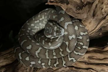 Pythons kaufen und verkaufen Photo: Morelia Bredli 0.1 ( Teppichpython) Pythons kaufen und verkaufen Photo: Morelia Bredli 0.1 ( Teppichpython)