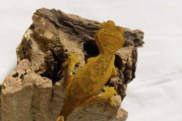 Geckos kaufen und verkaufen Foto: Crested gecko / kronengecko (50€)