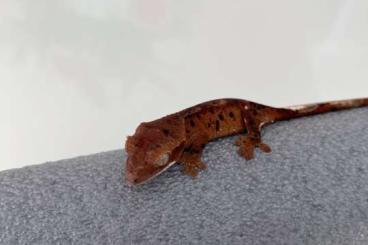 Geckos kaufen und verkaufen Foto: Crested gecko / Kronengecko (50€)