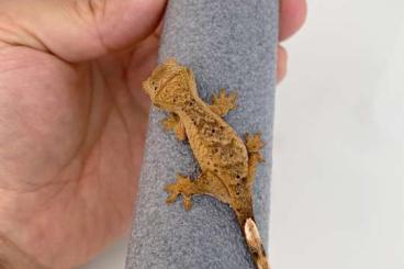Geckos kaufen und verkaufen Foto: Crestedgecko crested gecko 50€