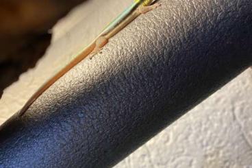 Geckos kaufen und verkaufen Photo: Phelsuma Klemmeri 1.0 (50€)