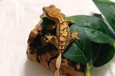 Geckos kaufen und verkaufen Foto: Crested Gecko. Kronengecko(0.0.1)