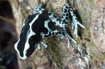 Poison dart frogs kaufen und verkaufen Photo: Dendrobates Tinctorius, Ranitomeya, Excidobates Mysteriosus