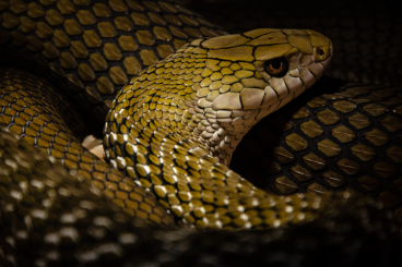 Schlangen kaufen und verkaufen Foto: Cb23 Elaphe carinata yonaguniensis 