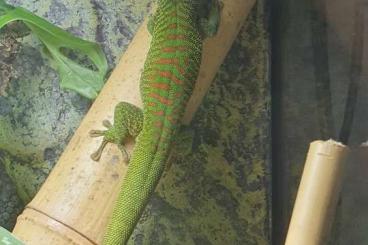 Geckos kaufen und verkaufen Photo: Phelsuma madagascariensis 