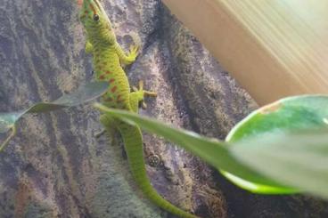 Geckos kaufen und verkaufen Photo: Phelsuma mad. grandis 0.2