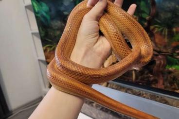 Snakes kaufen und verkaufen Photo: Kornnatter drei Jahre alt mit Terrarium 