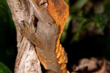 Lizards kaufen und verkaufen Photo: Kronengeckos Männlich nur in Einzelhaltung