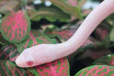 Nattern ungiftige  kaufen und verkaufen Foto: Pantherophis guttatus blizzard lemon light