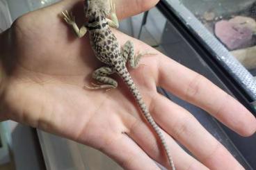 Lizards kaufen und verkaufen Photo: 2.0 Crotaphytus collaris Texas yellow 