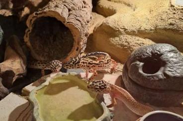 Geckos kaufen und verkaufen Photo: 3 Leopardengeckos inkl Terrarium 
