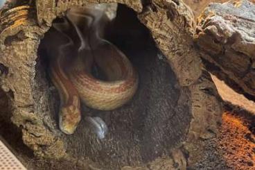 Snakes kaufen und verkaufen Photo: Adulte Kornnatter in liebevolle Hände abzugeben