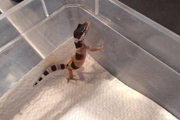 Geckos kaufen und verkaufen Photo: Leopardgecko NZ 2024 Juli 0.4