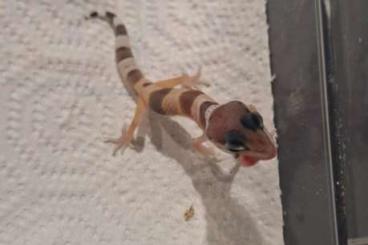 Geckos kaufen und verkaufen Photo: Leopardgecko NZ 2024 Juli 0.2