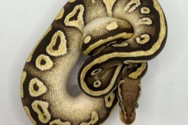 Ball Pythons kaufen und verkaufen Photo: sucht Käufer für Hamm Pyrhon Regius Single/Small Morphs