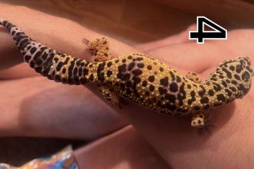 Geckos kaufen und verkaufen Photo: Leopardgeckos 0.4 aus eingetragener Zucht 
