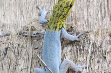 Geckos kaufen und verkaufen Foto: Ich suche eine mögliche Abholung in Hamm?