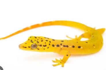 Geckos kaufen und verkaufen Photo: pseudogekko smaragdinus 1.1