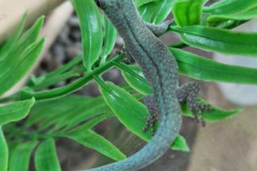 Geckos kaufen und verkaufen Foto: Phelsuma abotti Checkei,Phelsuma Abotti Checkei Sumptip 