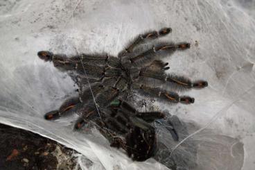- bird spiders kaufen und verkaufen Photo: Psalmopoeus irminia Venezuela Ornamentvogelspinnen 