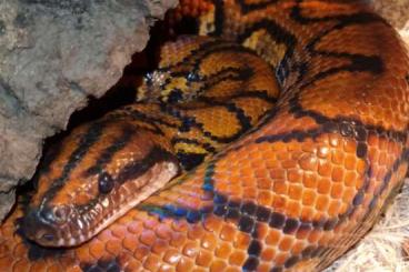 Snakes kaufen und verkaufen Photo: Rote Regenbogenboa 1.1 epicrates cenchria cenchria 