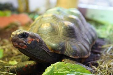 Tortoises kaufen und verkaufen Photo: Köhlerschildkröten, Chelonoides carbonaria Tortoises kaufen und verkaufen Photo: Köhlerschildkröten, Chelonoides carbonaria