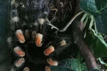 - bird spiders kaufen und verkaufen Photo: 2 Schätze in gute Hände abzugeben