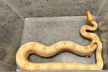 Boas kaufen und verkaufen Foto: Female Sunglow leopard Boa 