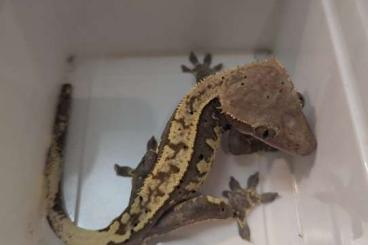 Geckos kaufen und verkaufen Foto: Kronengecko 1.3 Correlophus Ciliatus