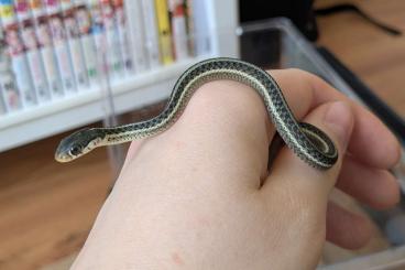 Nattern ungiftige kaufen und verkaufen Foto: Baby Strumpfbandnattern T. similis & T. infernalis Hybriden Nattern ungiftige kaufen und verkaufen Foto: Baby Strumpfbandnattern T. similis & T. infernalis Hybriden