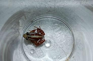 Poison dart frogs kaufen und verkaufen Photo: Epipedobates Anthonyi / Nachzucht Mai 2022