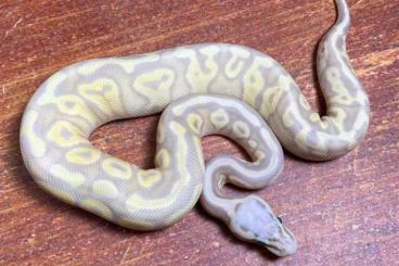 Königspythons kaufen und verkaufen Foto: Königspython 0.1 super pastel Banana