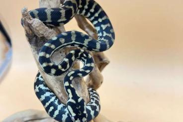 Pythons kaufen und verkaufen Photo: Morelia spilota ssp jungle bredli