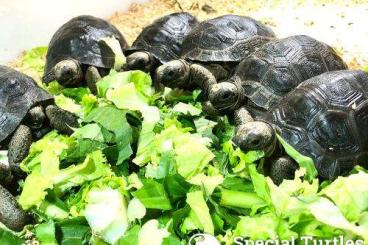 Turtles and Tortoises kaufen und verkaufen Photo: OFFERT FOR HAMM!  Will be delivered ONLY reserved animals!