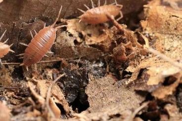 other Arthropoda kaufen und verkaufen Photo: Isopode Asseln Cubaris Armadillidium Porcellio Porcellionides other Arthropoda kaufen und verkaufen Photo: Isopode Asseln Cubaris Armadillidium Porcellio Porcellionides